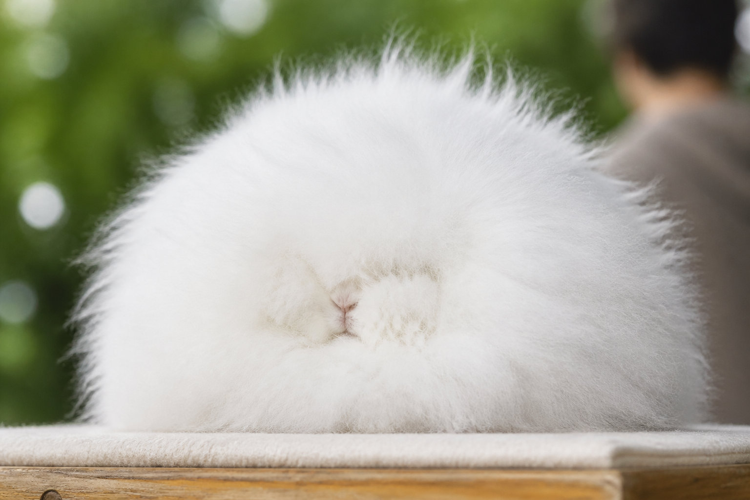 Le Lapin Angora, la patience au service de la beauté