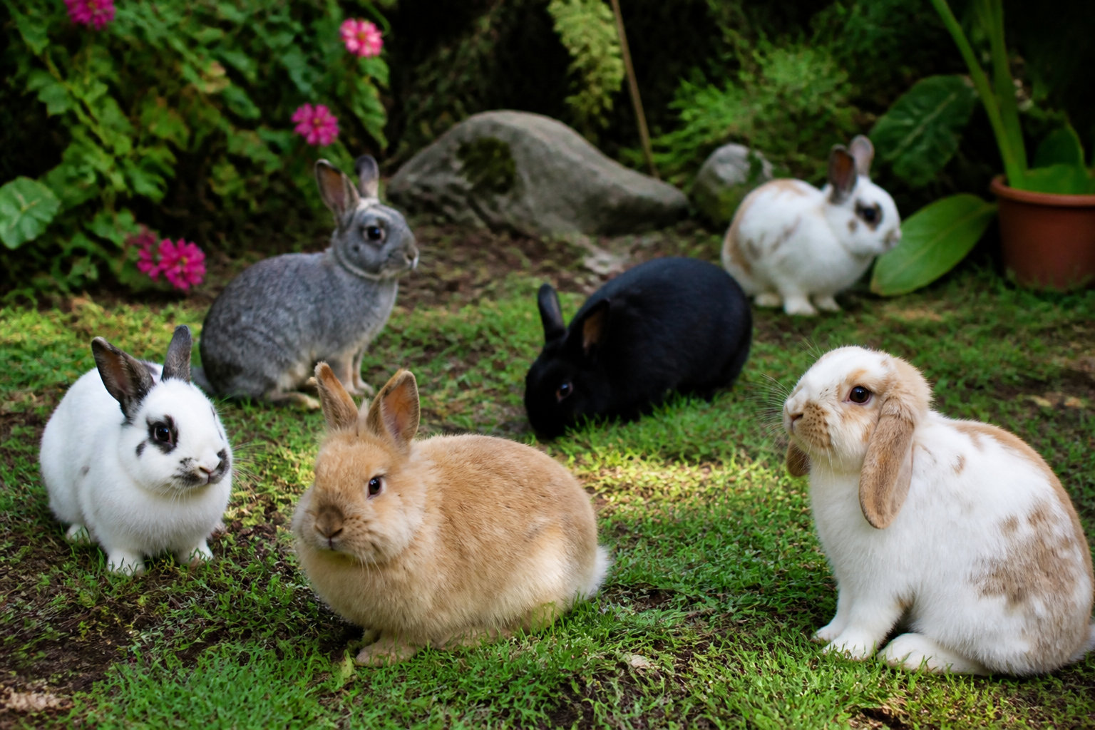Comment choisir vos races de lapins de compagnie ?