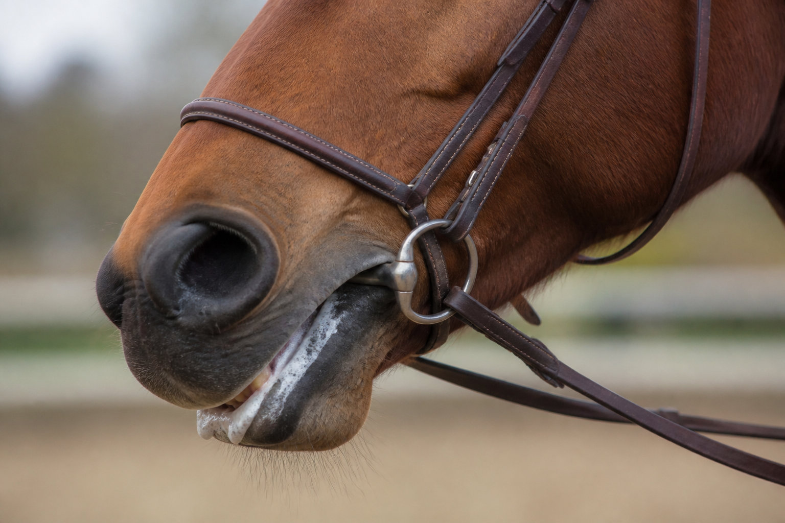 5 signes comportementaux pour évaluer le confort de l'embouchure