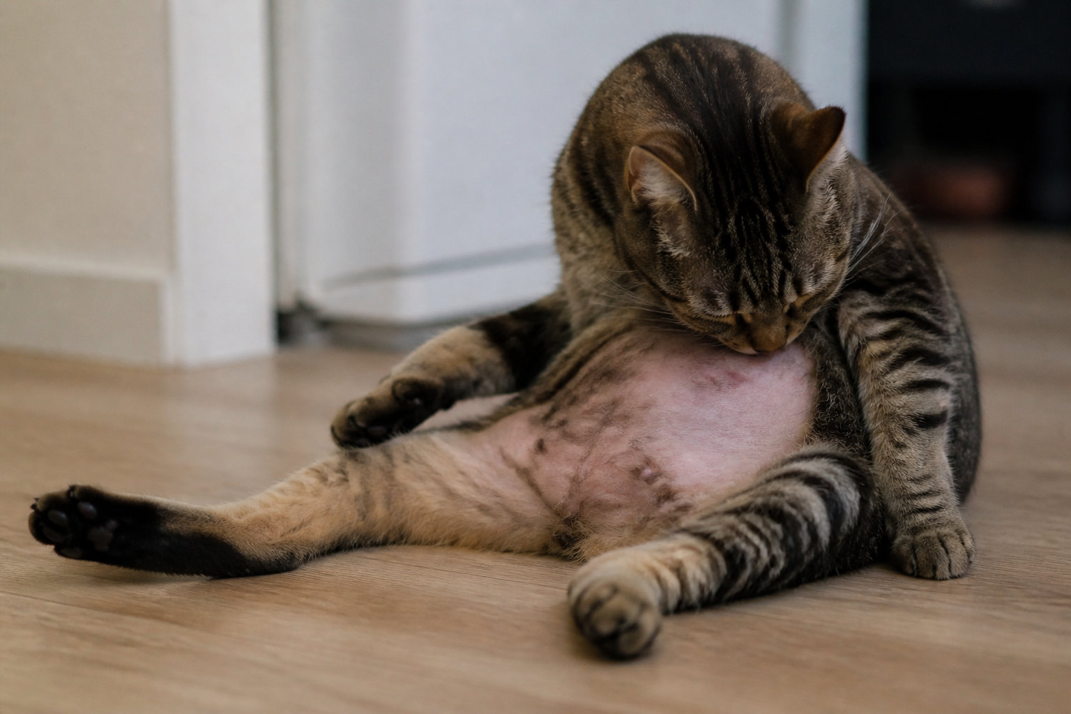 Pourquoi votre chat perd-il son équilibre émotionnel ?