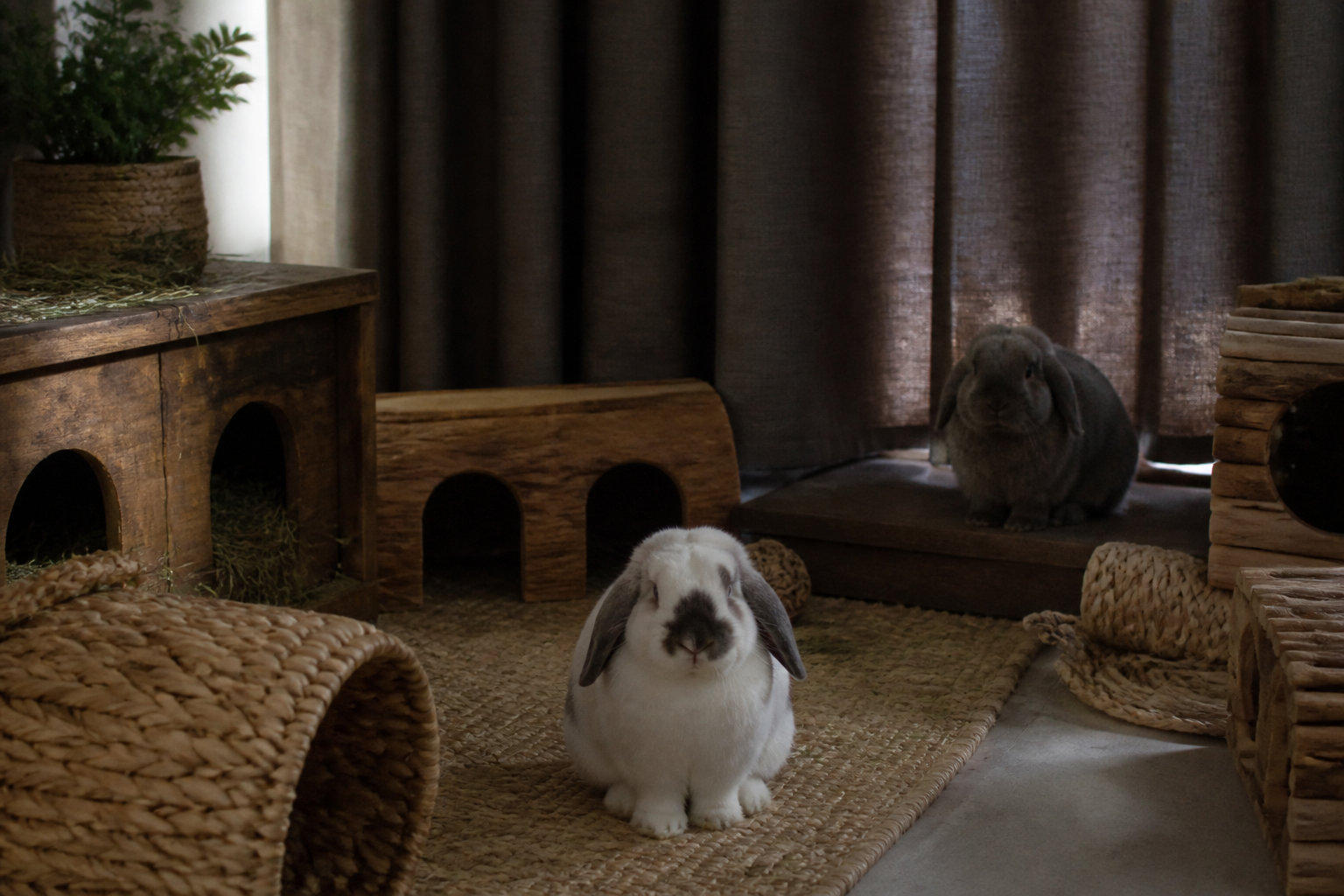 Soins et habitat : 3 conseils pour votre lapin albinos