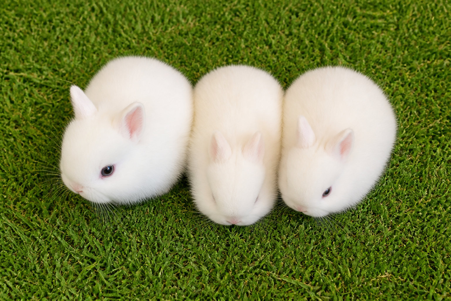 Le Lapin Polonais, un petit explorateur dynamique