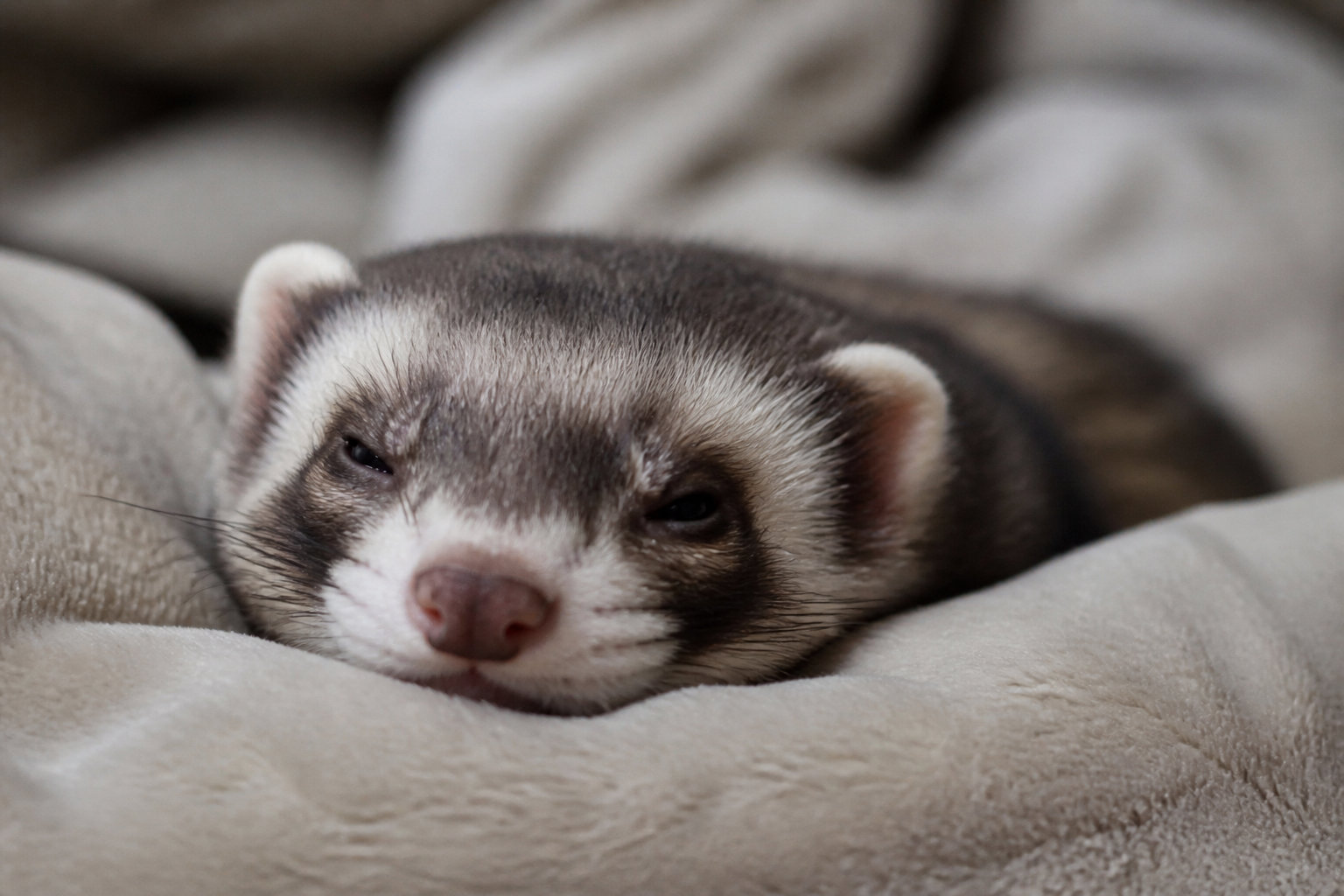 La diarrhée chez le furet : un signal d'alarte à ne pas ignorer