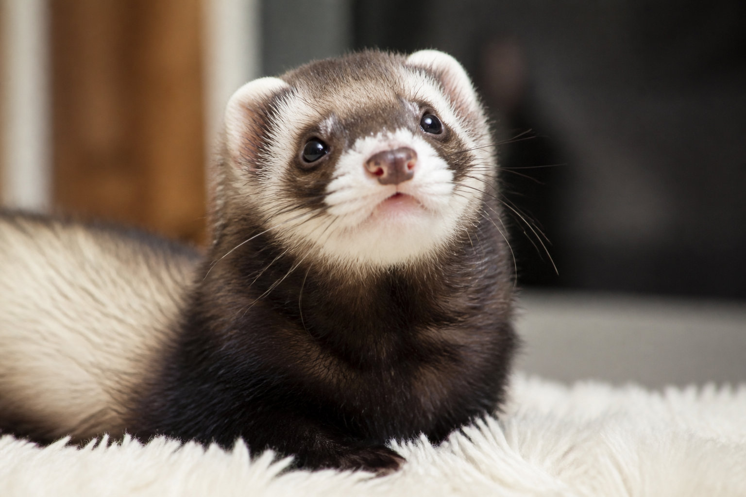 Vaccination du furet : pourquoi protéger votre animal ?
