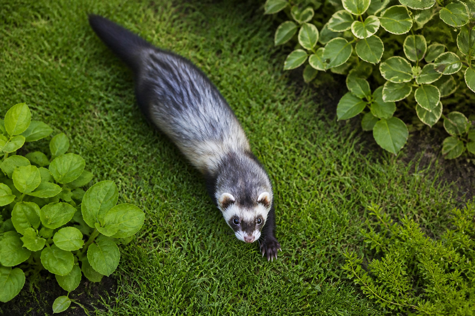 Le furet domestique : comprendre son besoin de jeu et son tempérament