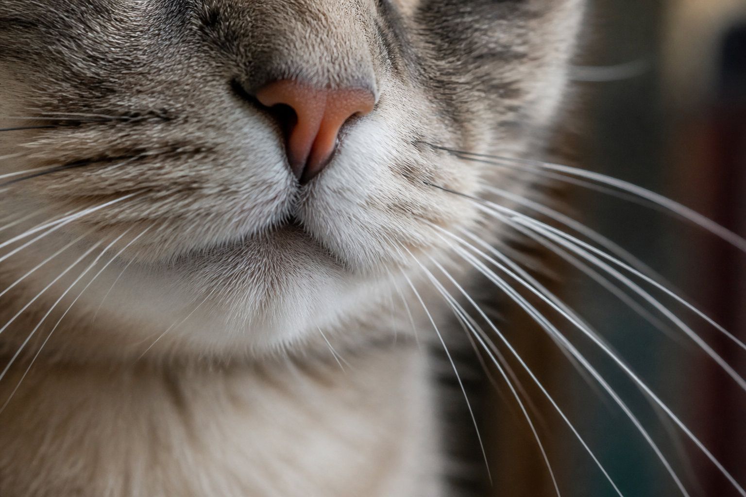 Pourquoi votre chat perd-il ses moustaches naturellement ?