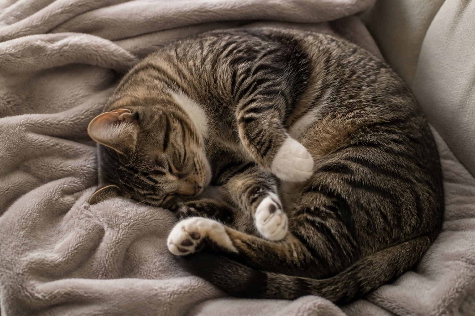Pourquoi votre chat tremble parfois sans raison médicale