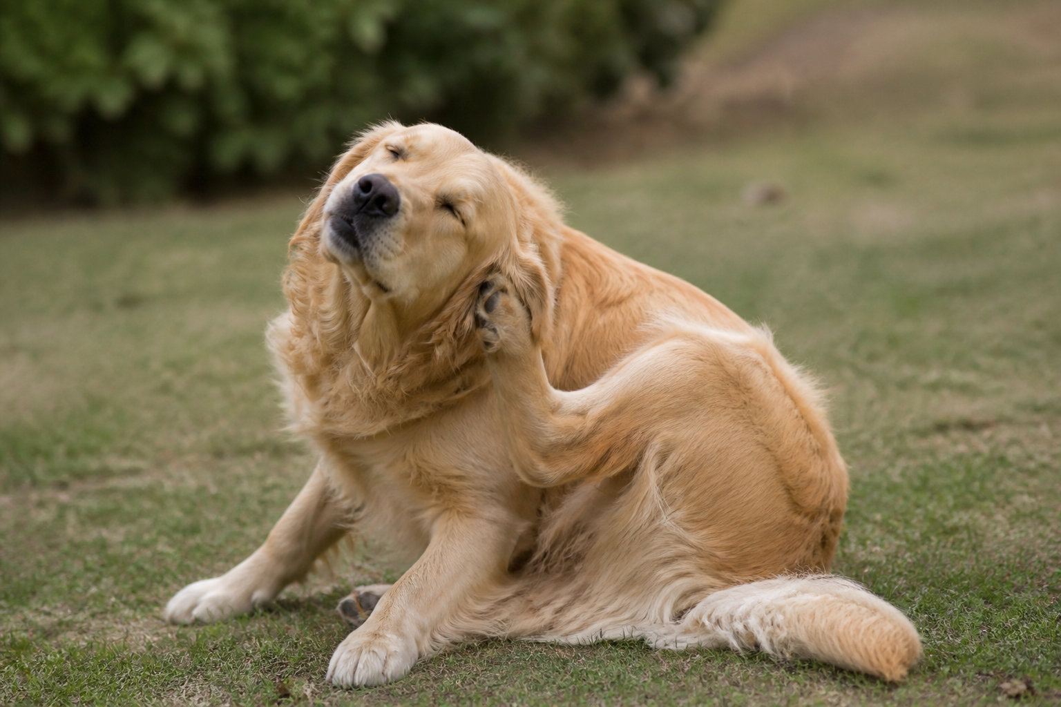 Reconnaître l'otite chez votre chien et ses symptômes