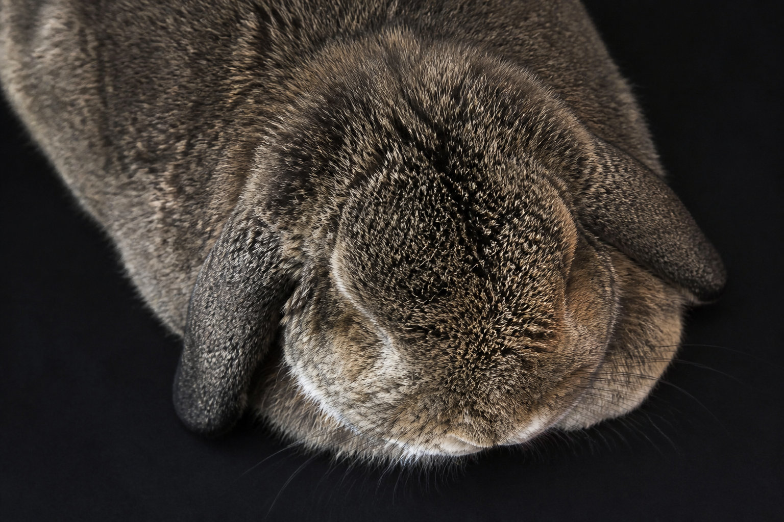 À quel âge apparaissent les premiers signes de vieillesse chez le lapin ?