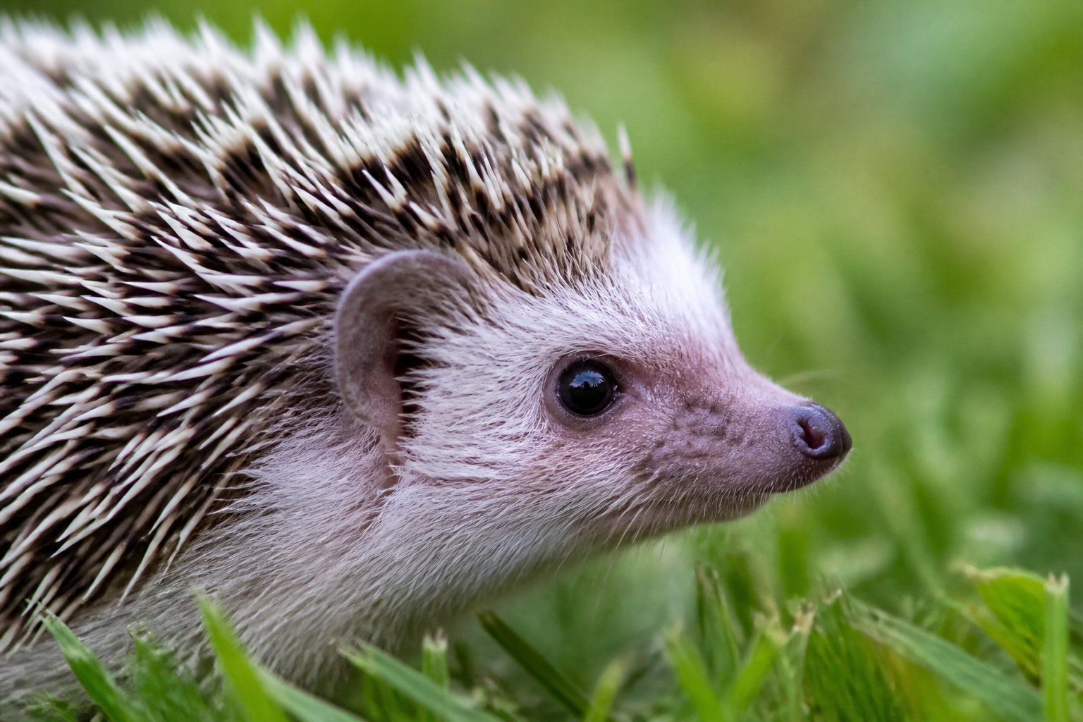 Pourquoi protéger le hérisson quand il sort de son hibernation ?