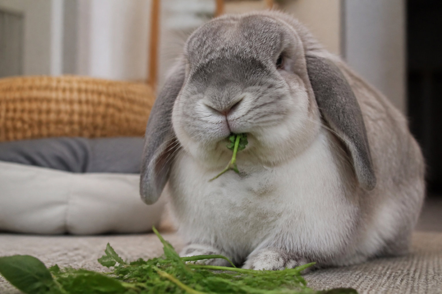 Troubles dentaires et ralentissement de la mastication