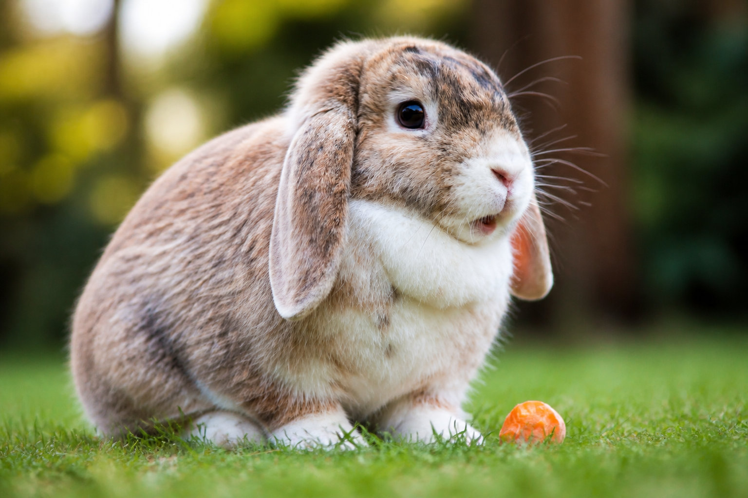 Le Lapin Nain Bélier et ses oreilles tombantes
