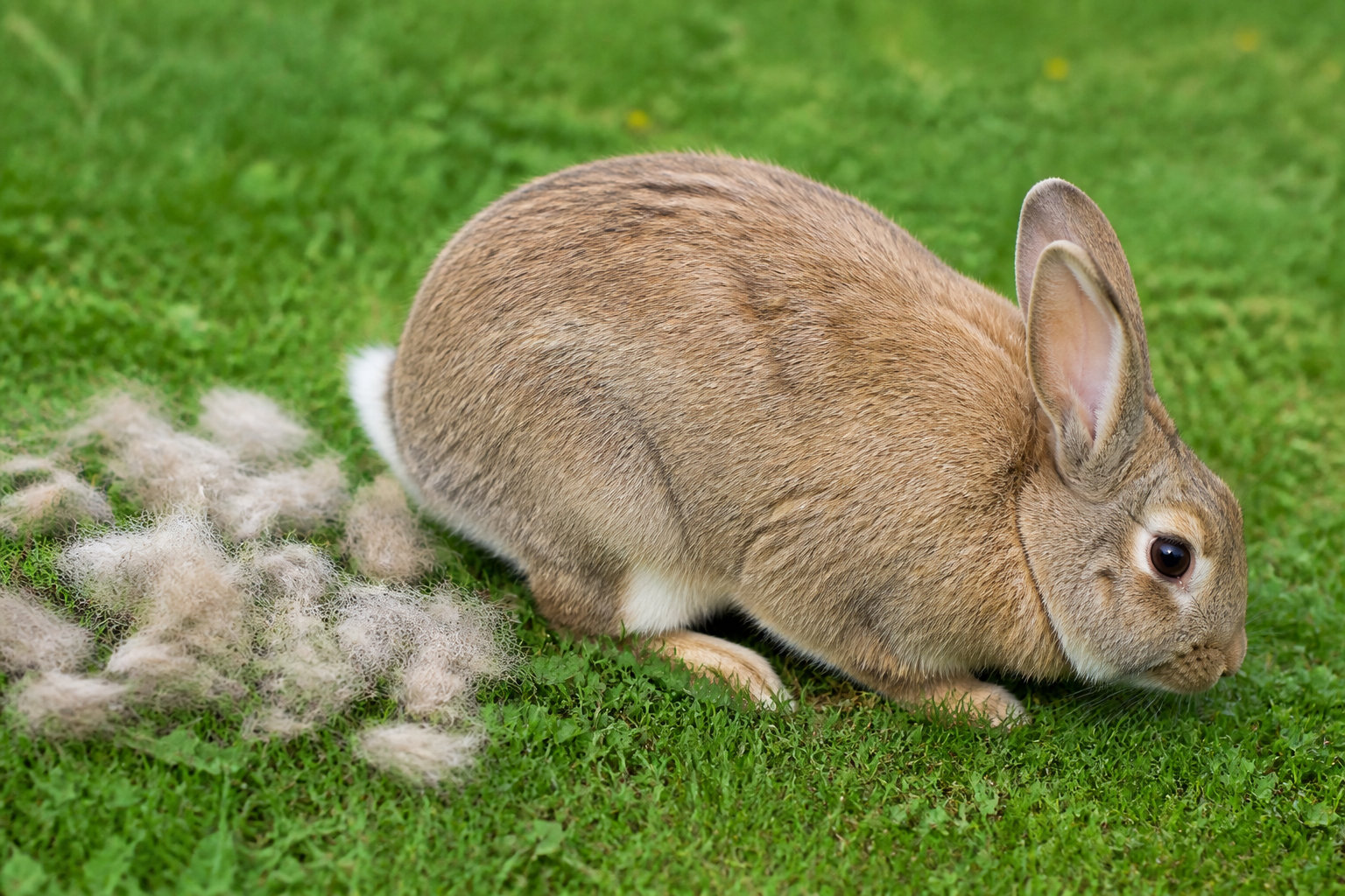 Pourquoi votre lapin perd ses poils : mue ou maladie ?