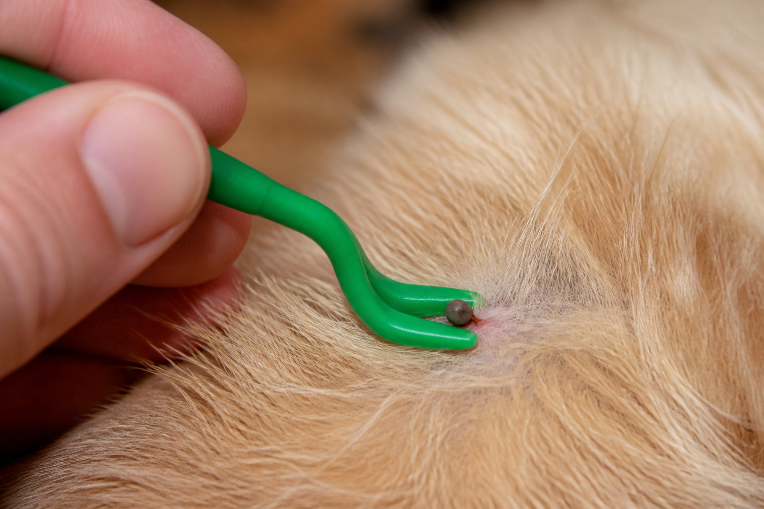 3 réflexes de prévention pour protéger votre chien au quotidien