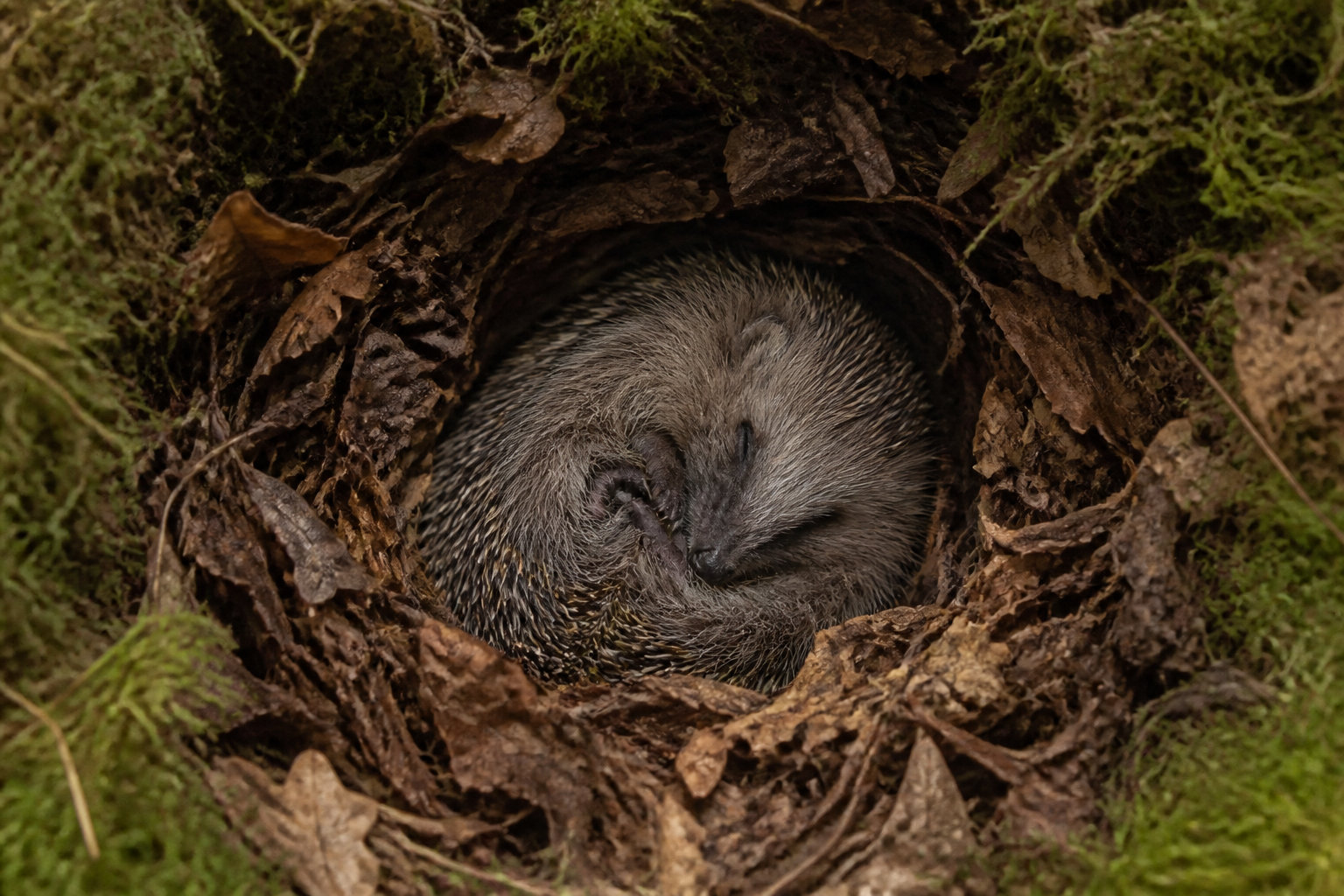 Les secrets biologiques de son sommeil hivernal