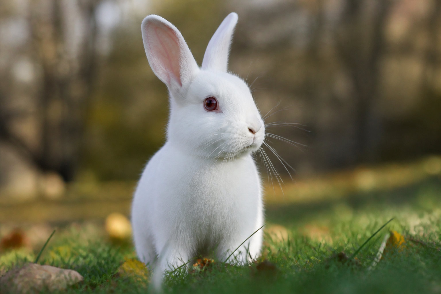 Santé et comportement : gérer la sensibilité sensorielle de votre lapin