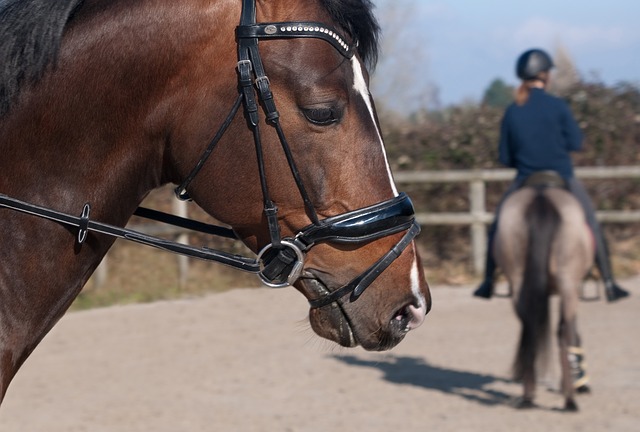 Liste d'équipement d'équitation complète pour débutants