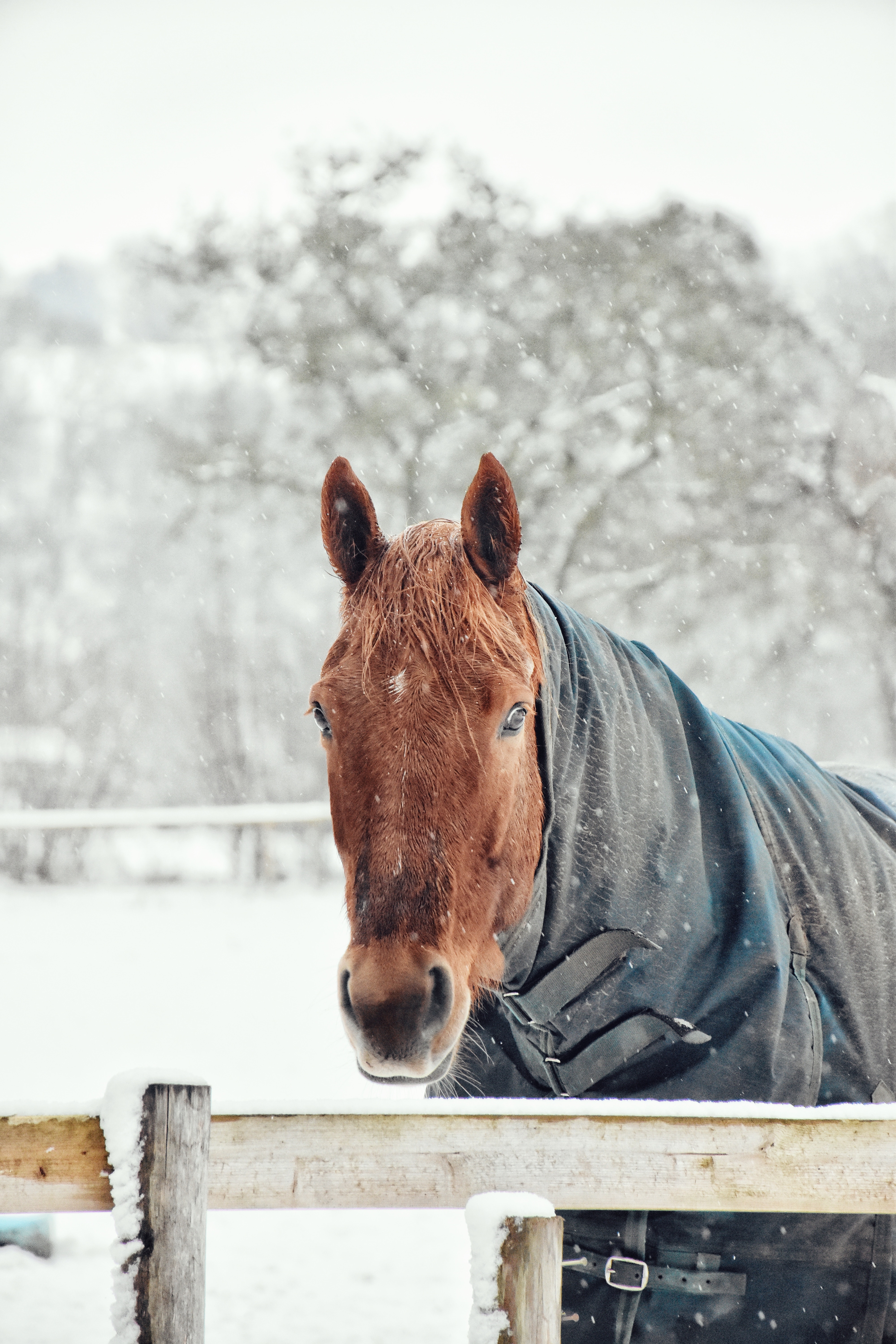 Quelle taille de couverture cheval choisir ? - Bijou Cheval