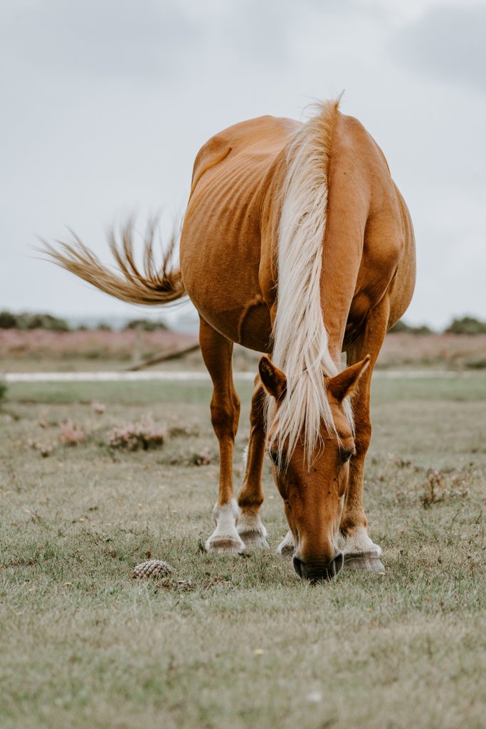 Comment bien donner le vermifuge aux chevaux ? - Bijou Cheval