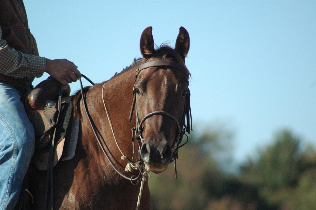 Homme sur le dos d'un cheval de couleur marron